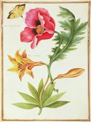 Mohn und eine orange Lilie